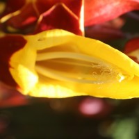 Thunbergia mysorensis (Wight) T.Anderson